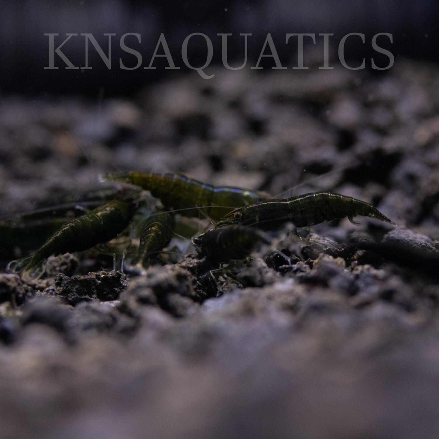 Green Jade Neocaridina Shrimp