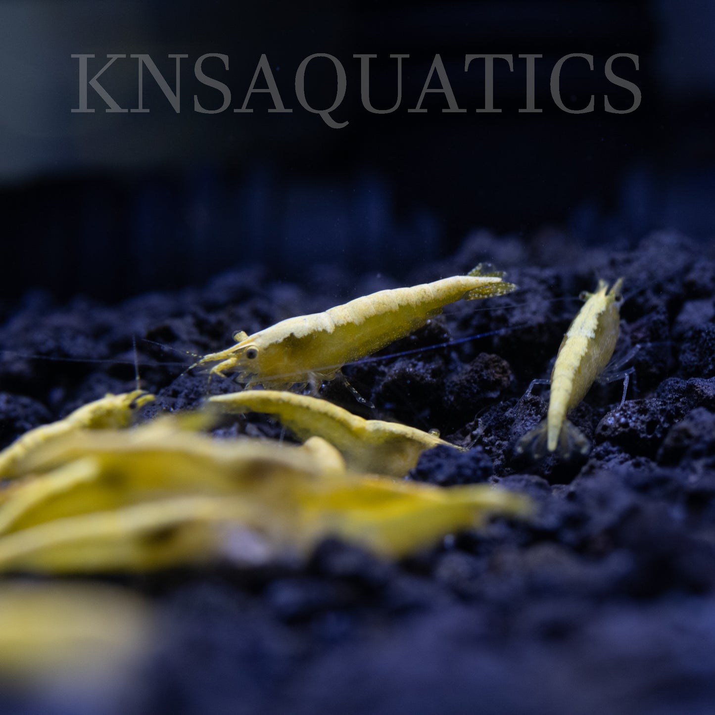 Yellow Golden Back Neocaridina Shrimp