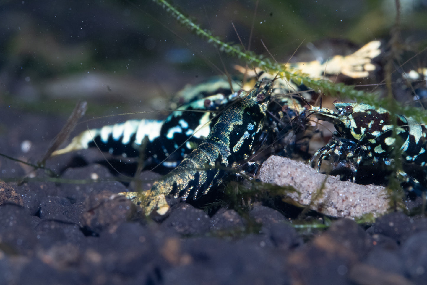 High Grade BOA Caridina Shrimp