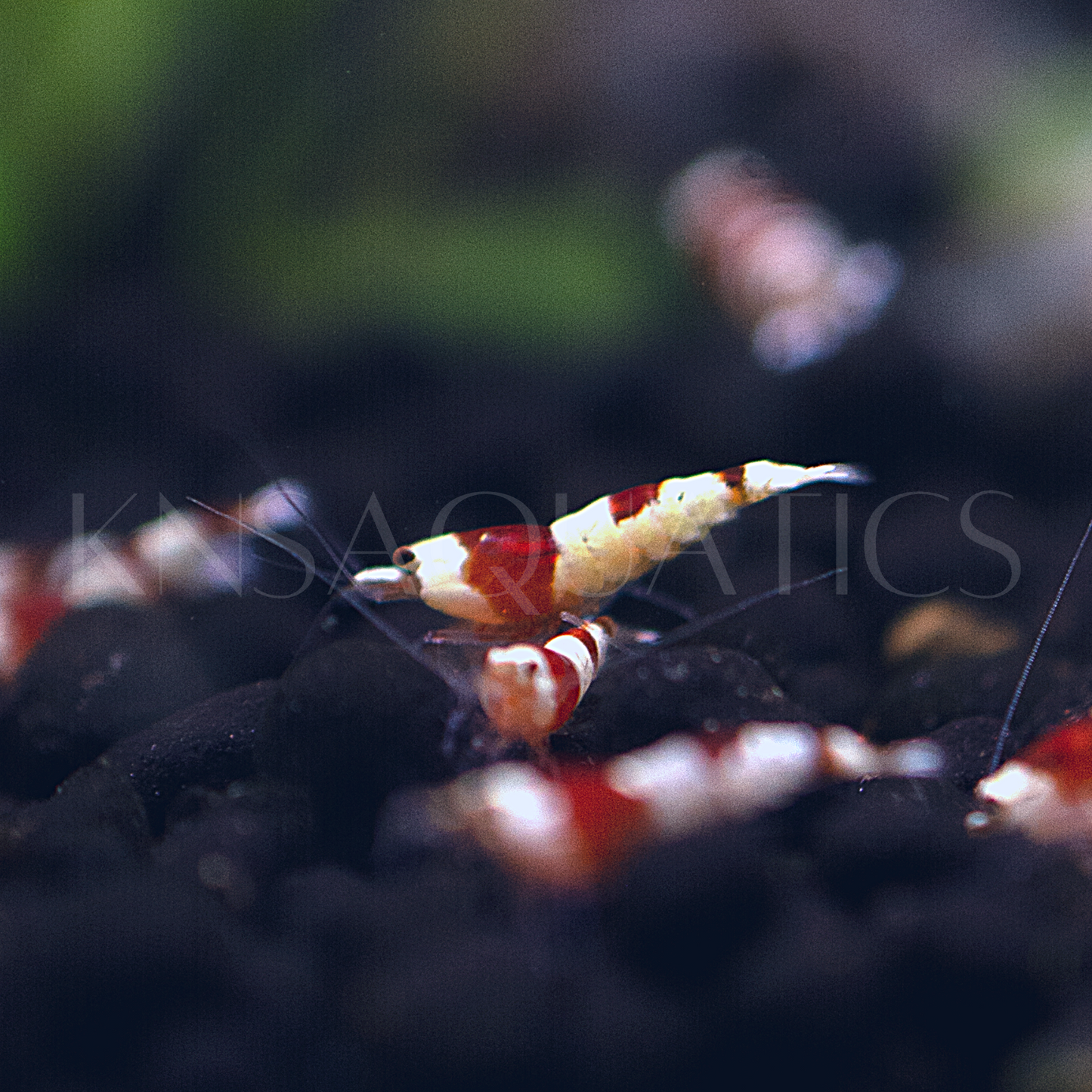 Crystal Red (CRS) Caridina Shrimp