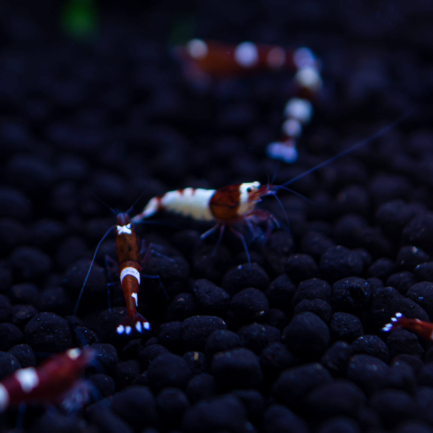 Red King Kong (RKK) Caridina Shrimp