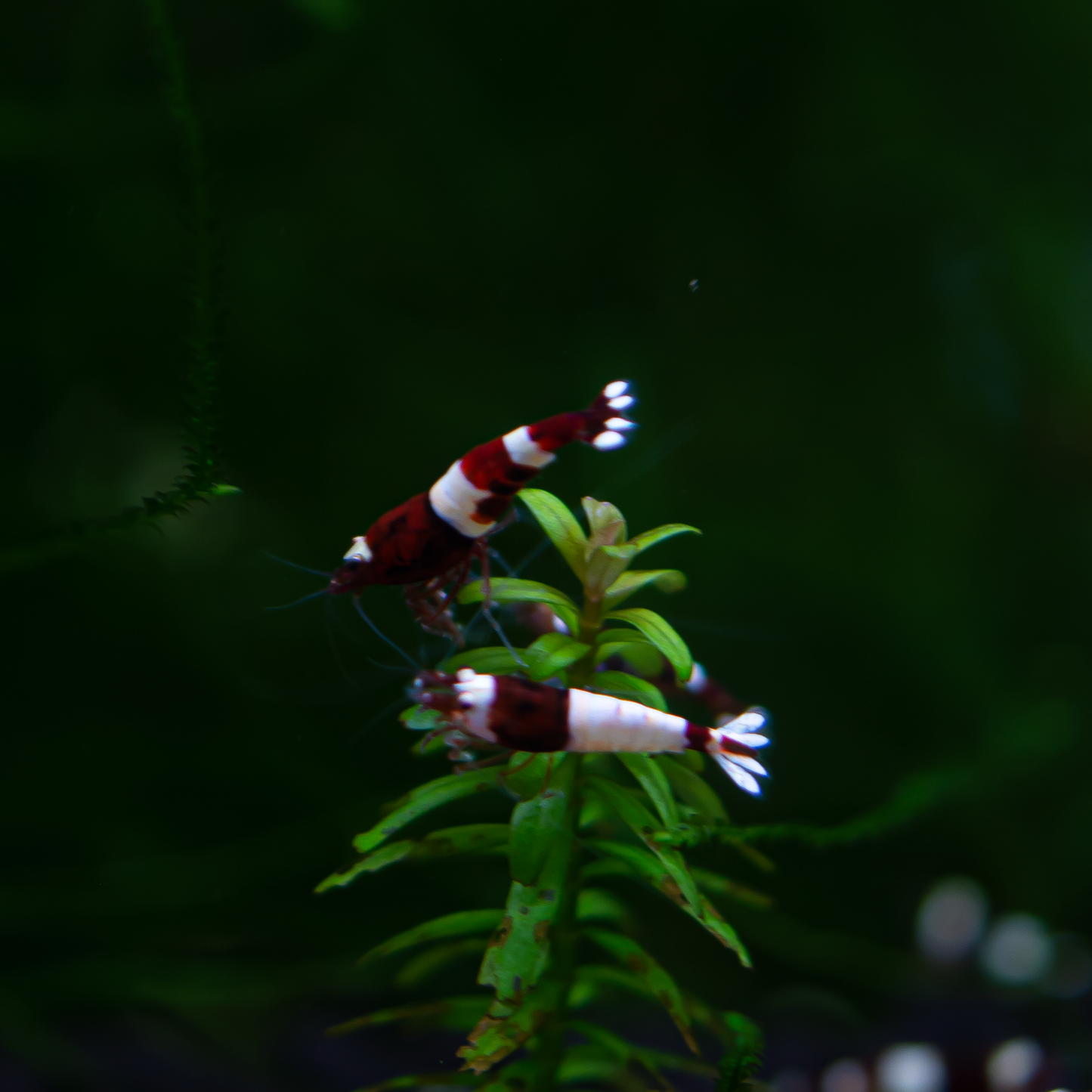 Red King Kong (RKK) Caridina Shrimp