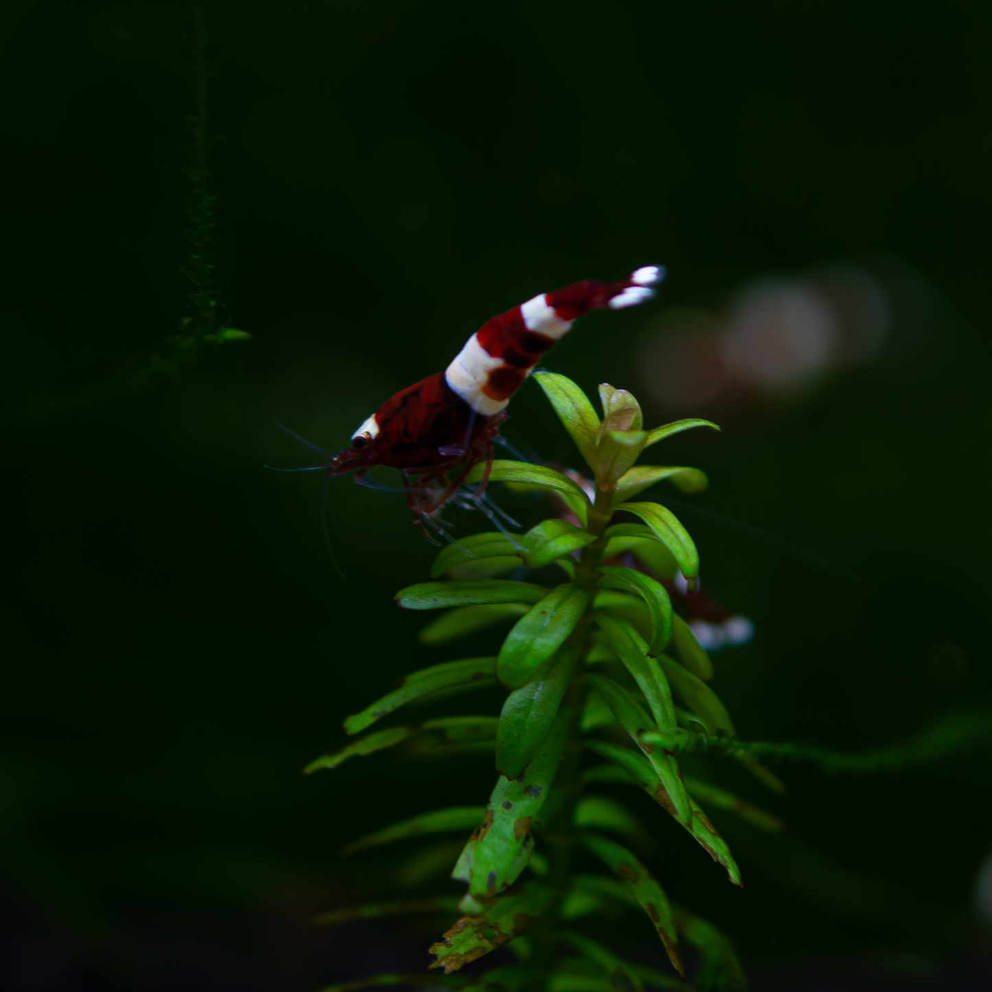 Red King Kong (RKK) Caridina Shrimp