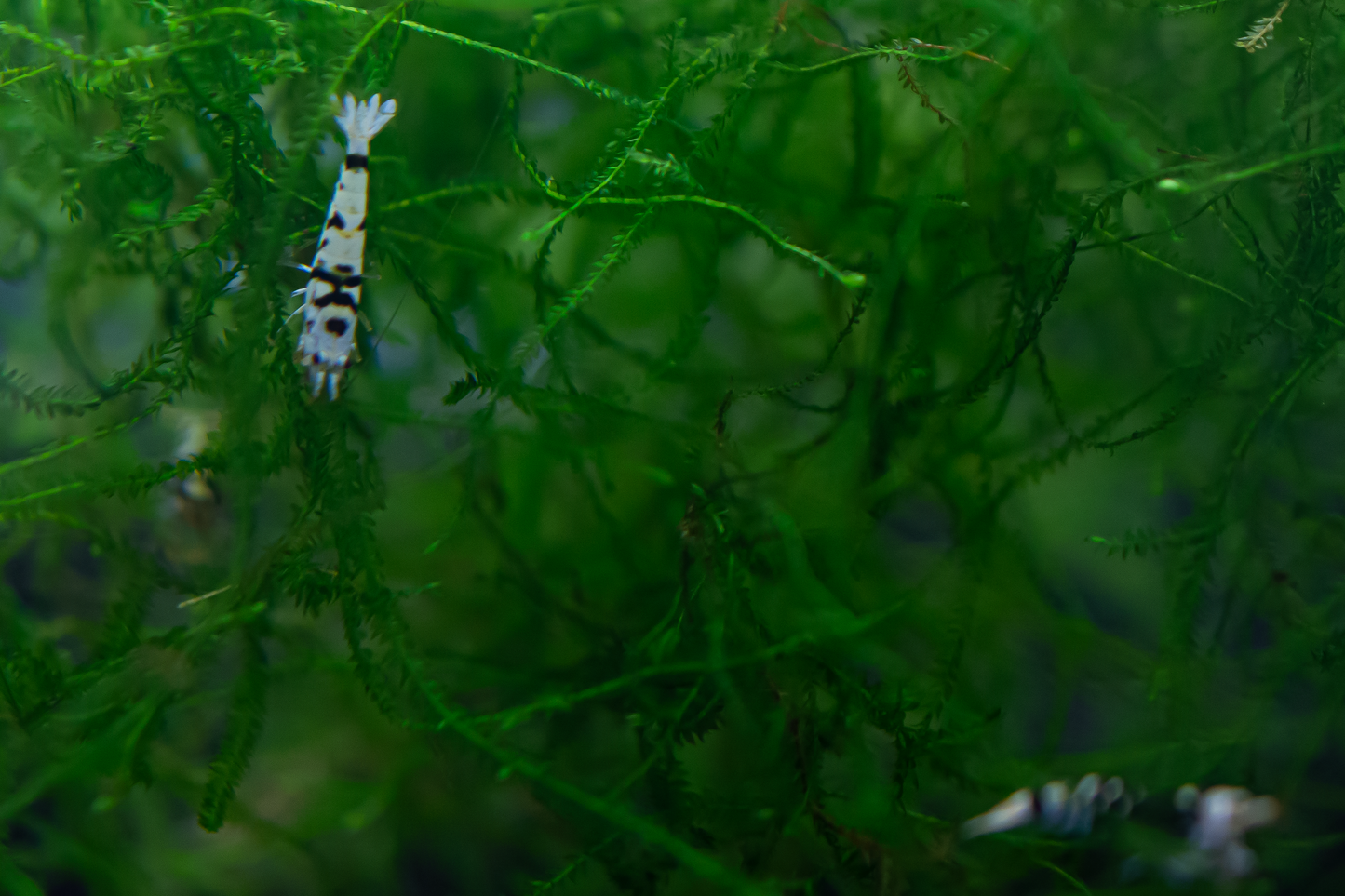 Black Fancy Tiger Caridina Shrimp