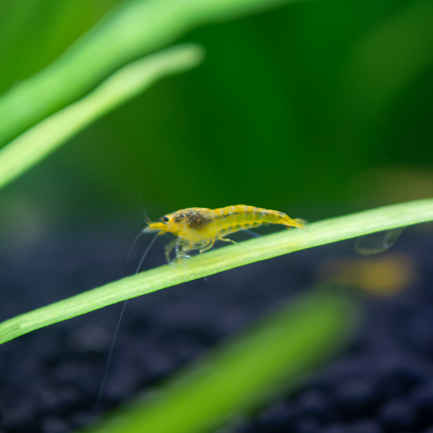 Yellow King Kong Caridina Shrimp
