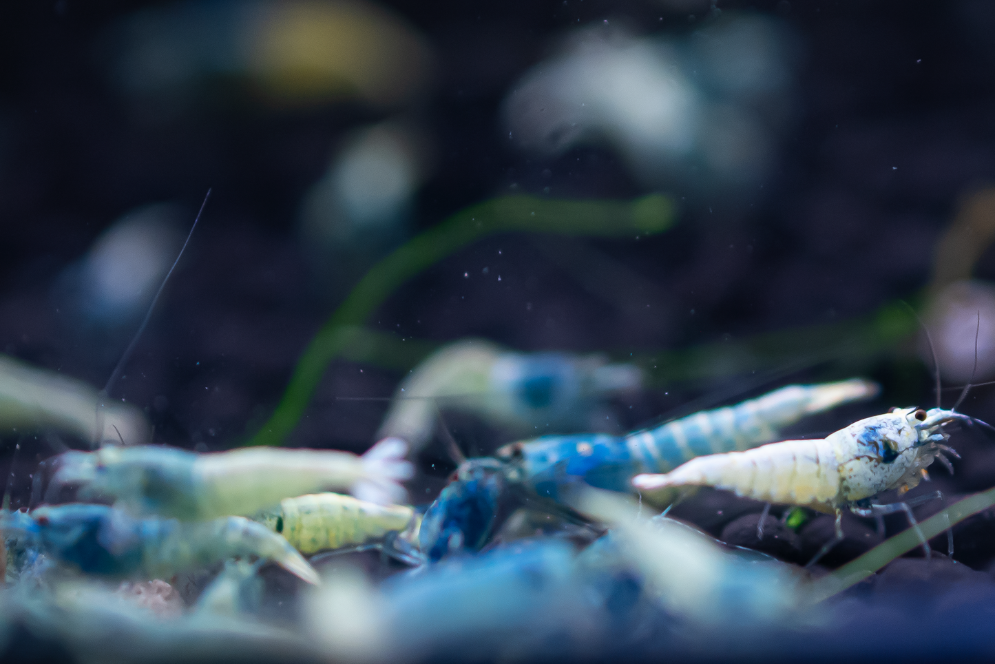 Blue Bolt A Grade Caridina Shrimp