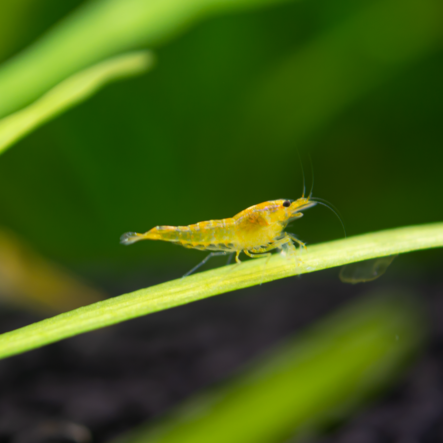 Yellow King Kong Caridina Shrimp