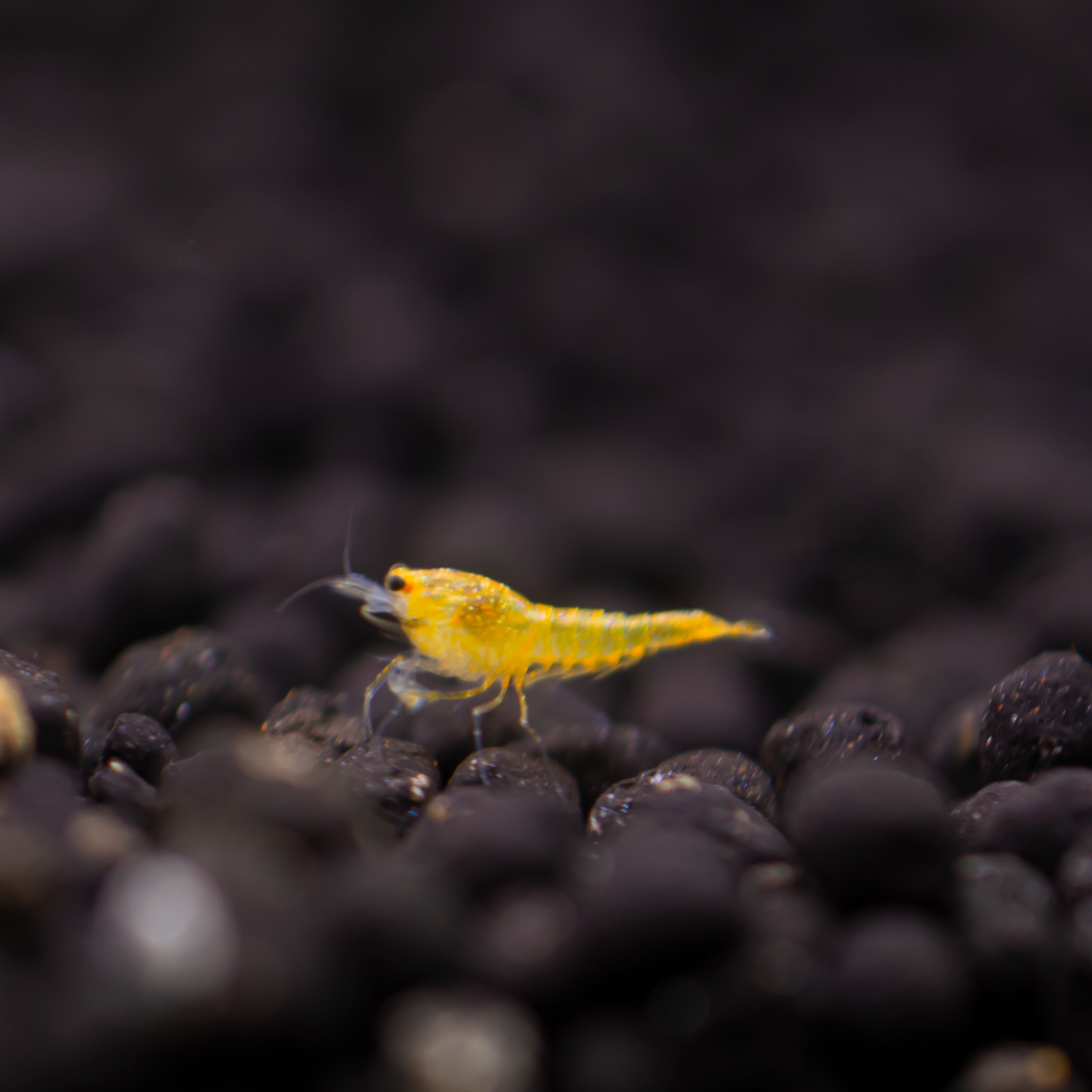 Yellow King Kong Caridina Shrimp
