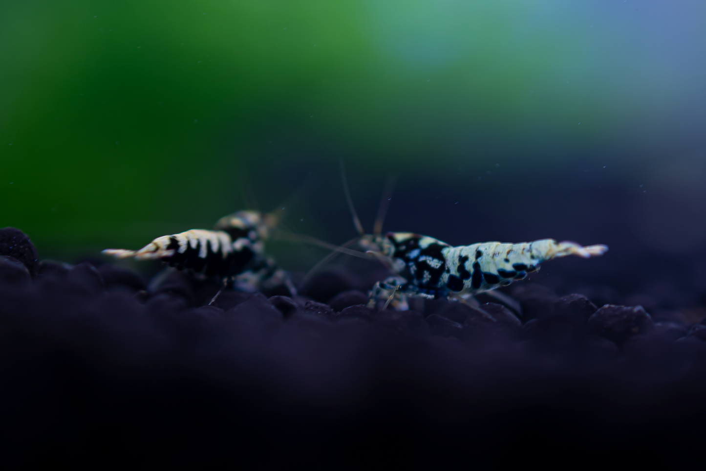 BOA Gene Caridina Shrimp