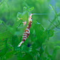 Red Fancy Tiger Caridina Shrimp