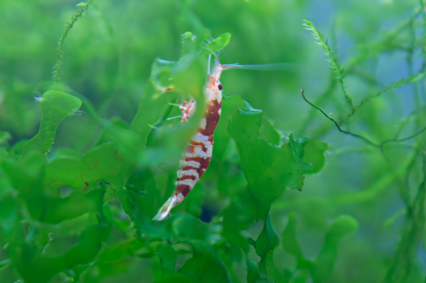 Red Fancy Tiger Caridina Shrimp