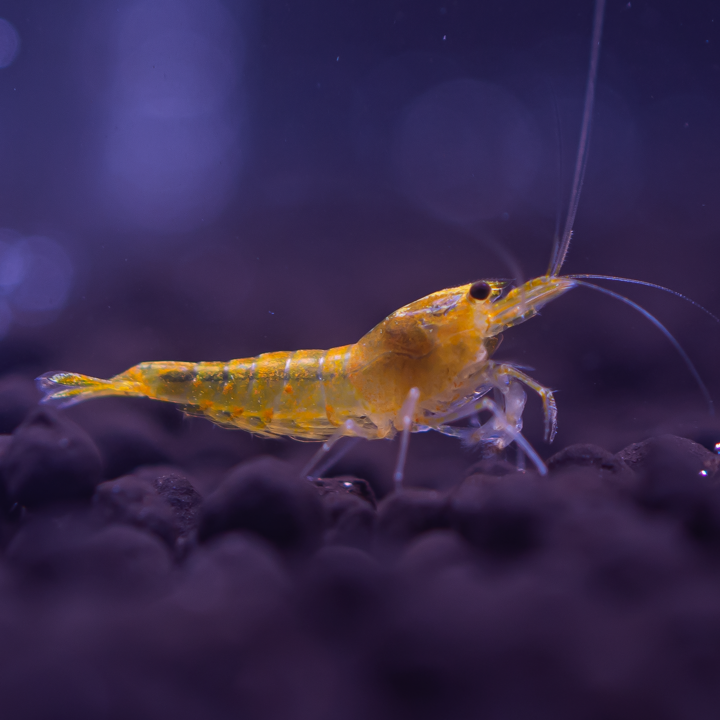 Yellow King Kong Caridina Shrimp