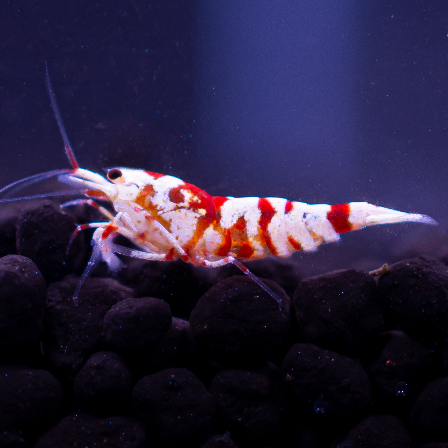 Red Fancy Tiger Caridina Shrimp