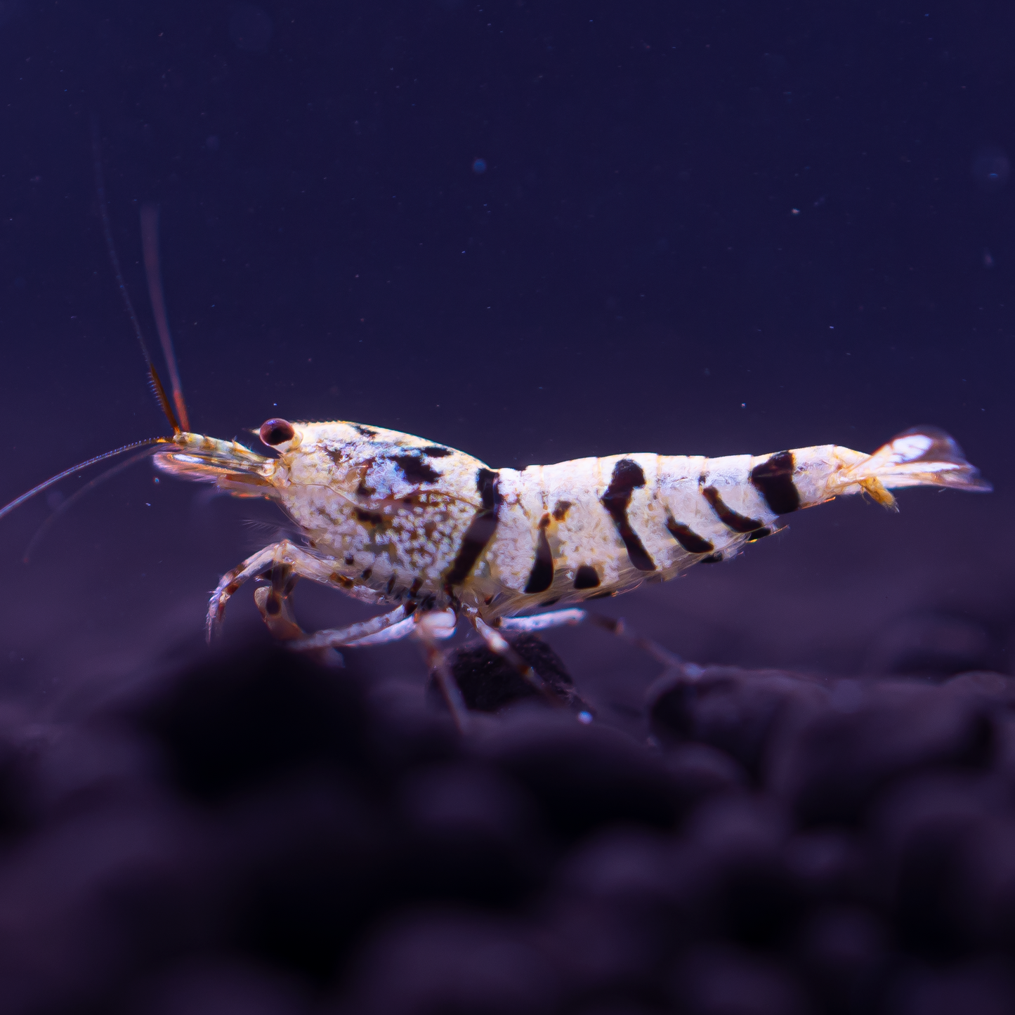 Black Fancy Tiger Caridina Shrimp