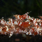 Red Fancy Tiger Caridina Shrimp