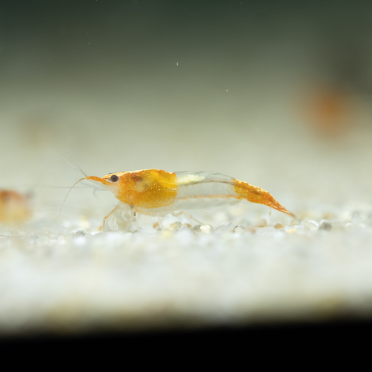 Orange Rili Neocaridina Shrimp