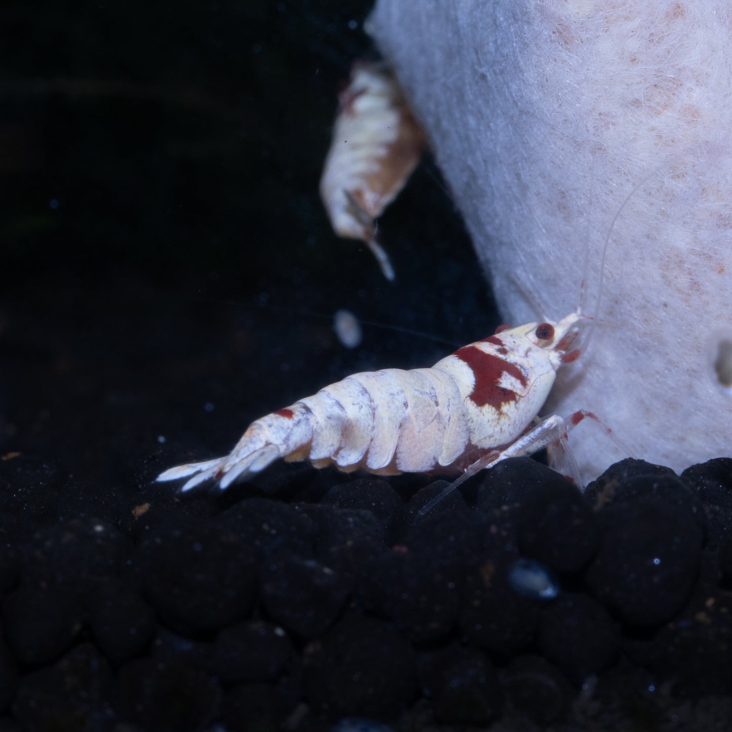 Crystal Red (CRS) Caridina Shrimp