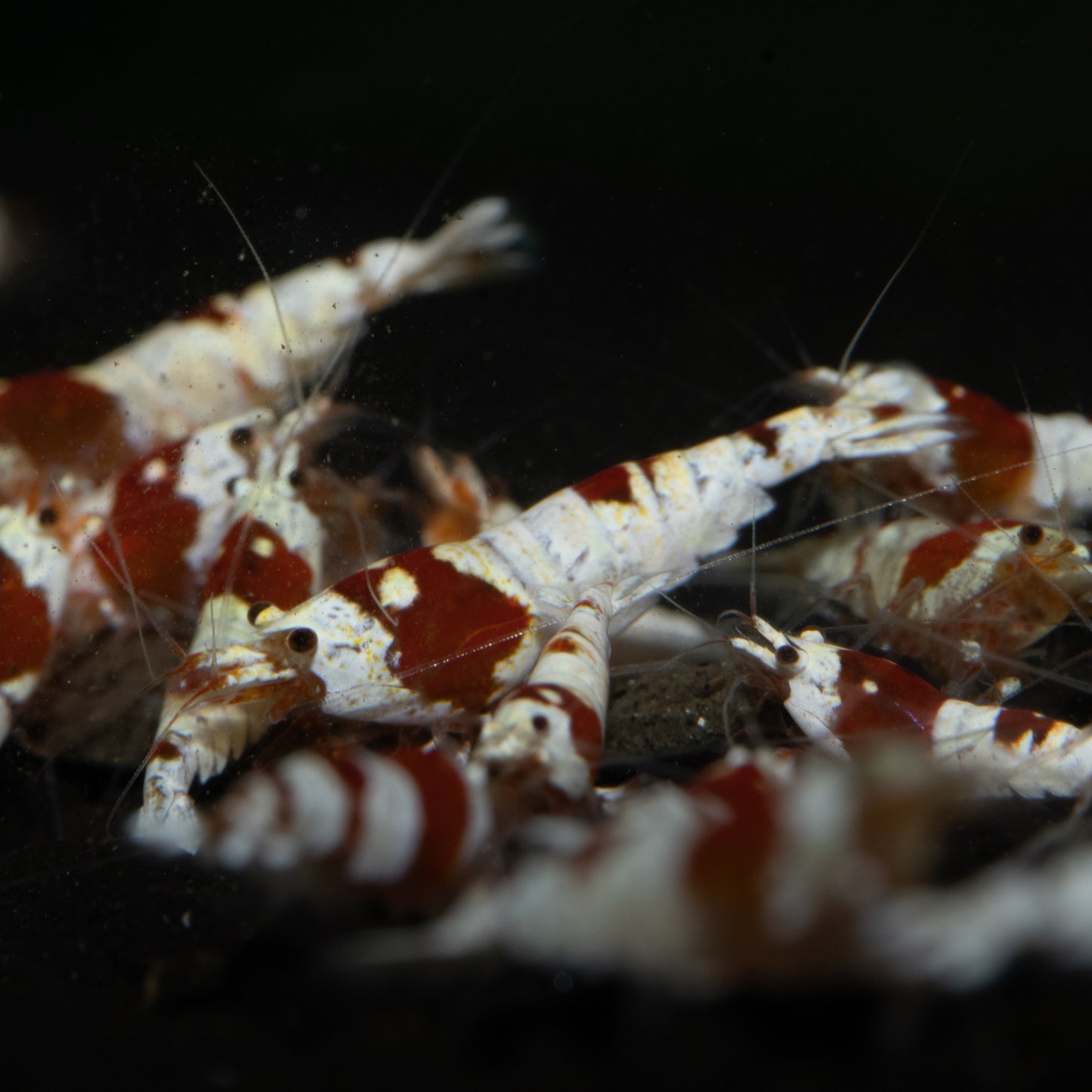 Crystal Red (CRS) Caridina Shrimp