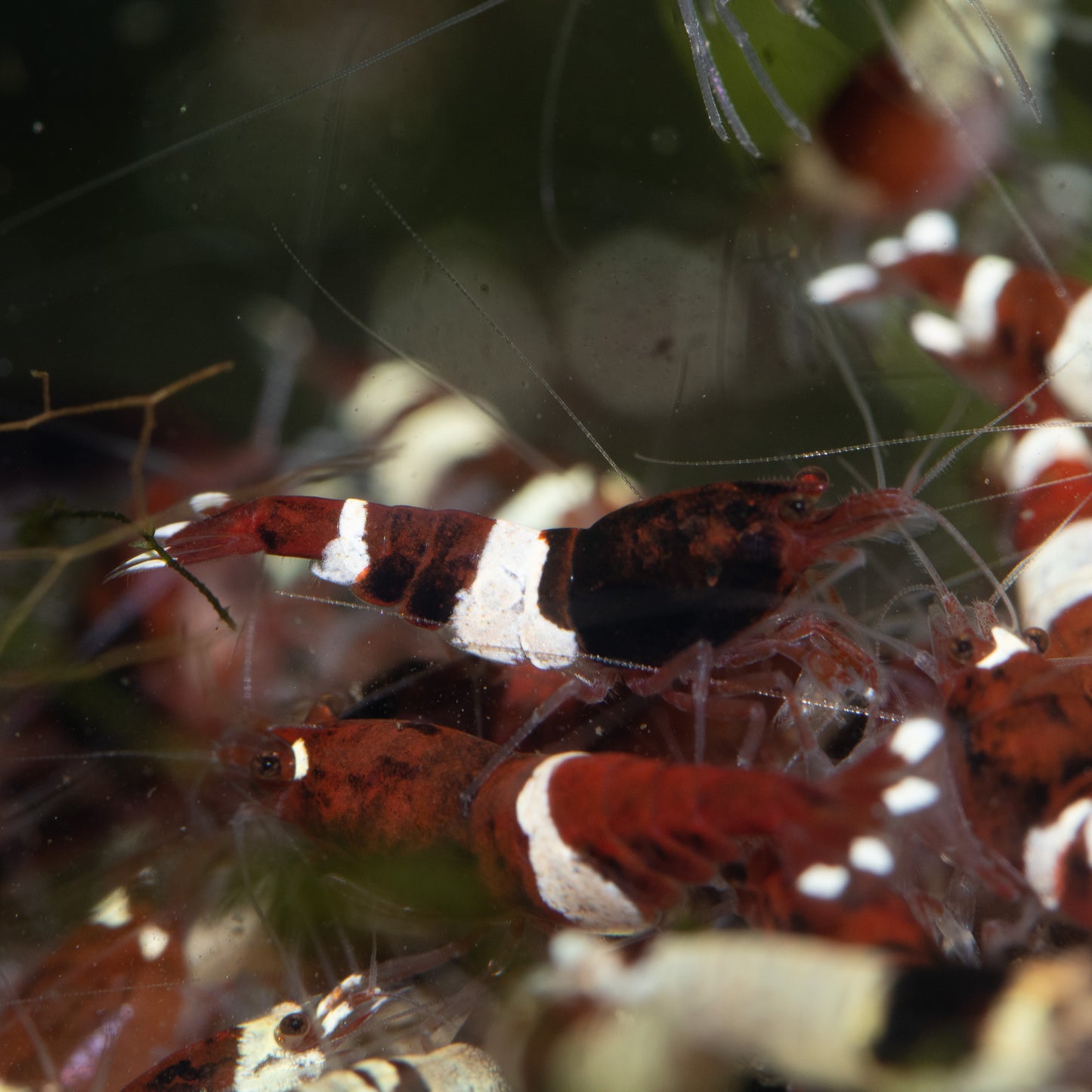 Red King Kong (RKK) Caridina Shrimp