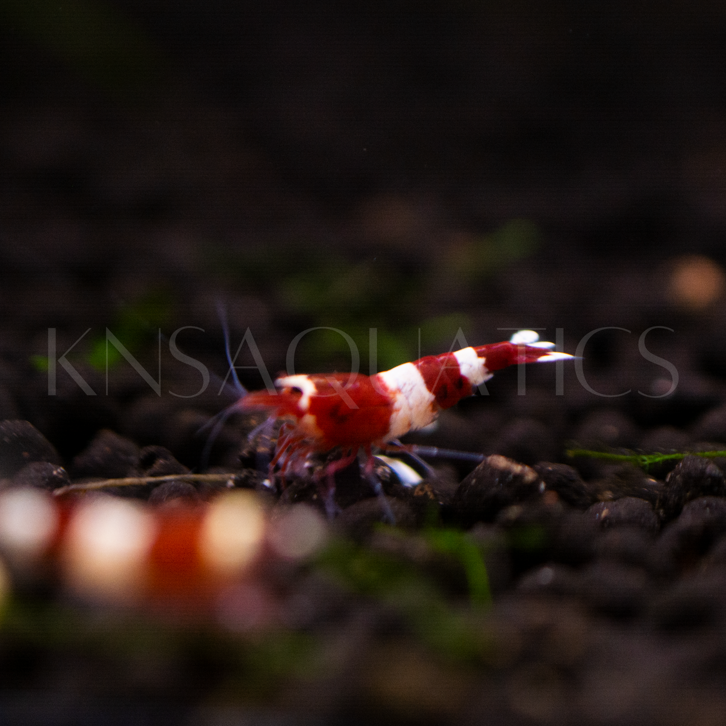 Red King Kong (RKK) Caridina Shrimp