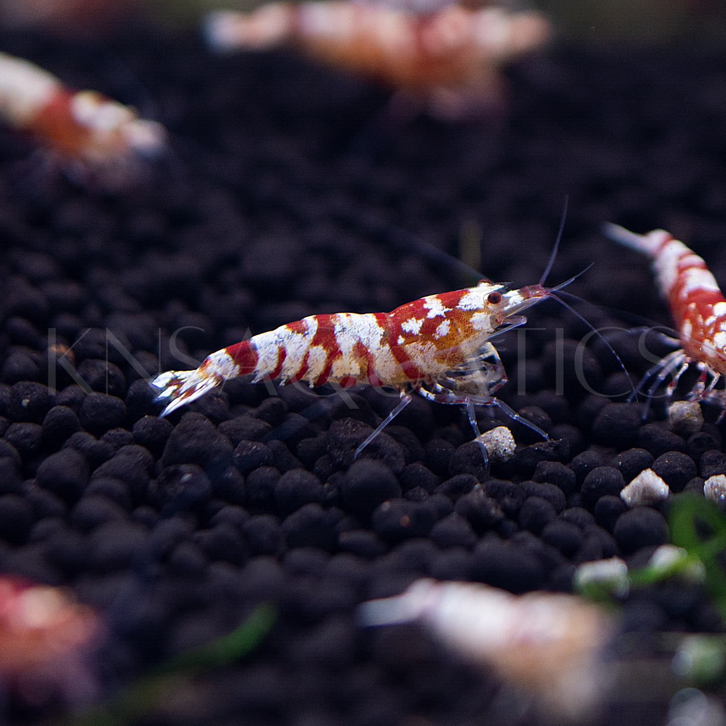 Red Fancy Tiger Caridina Shrimp