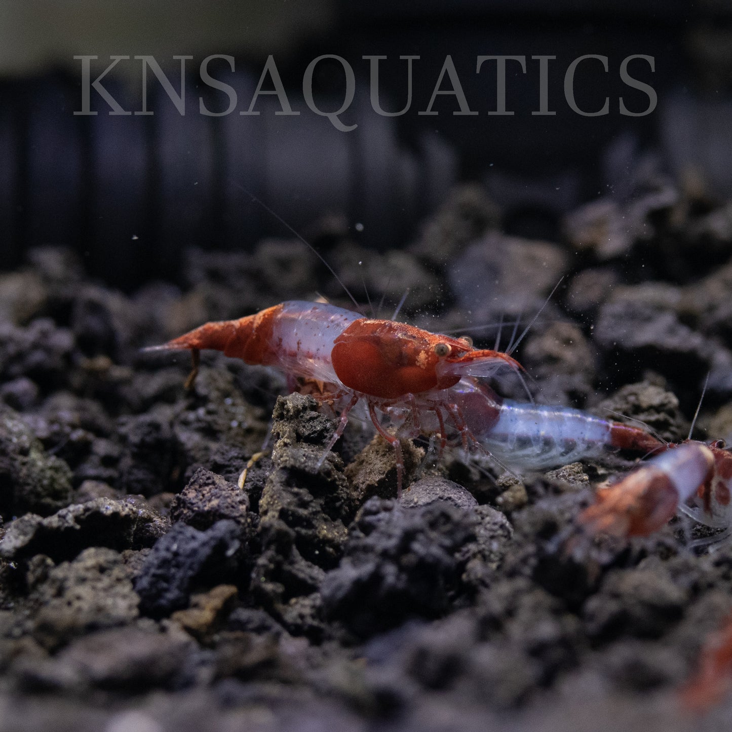 Red Rili Neocaridina Shrimp