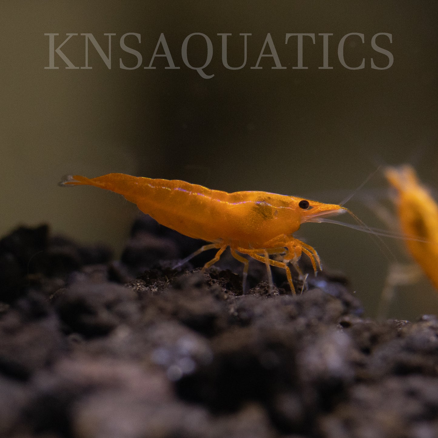 Pumpkin Neocaridina Shrimp