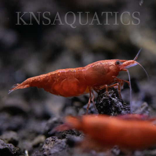 Fire Red Neocaridina Shrimp