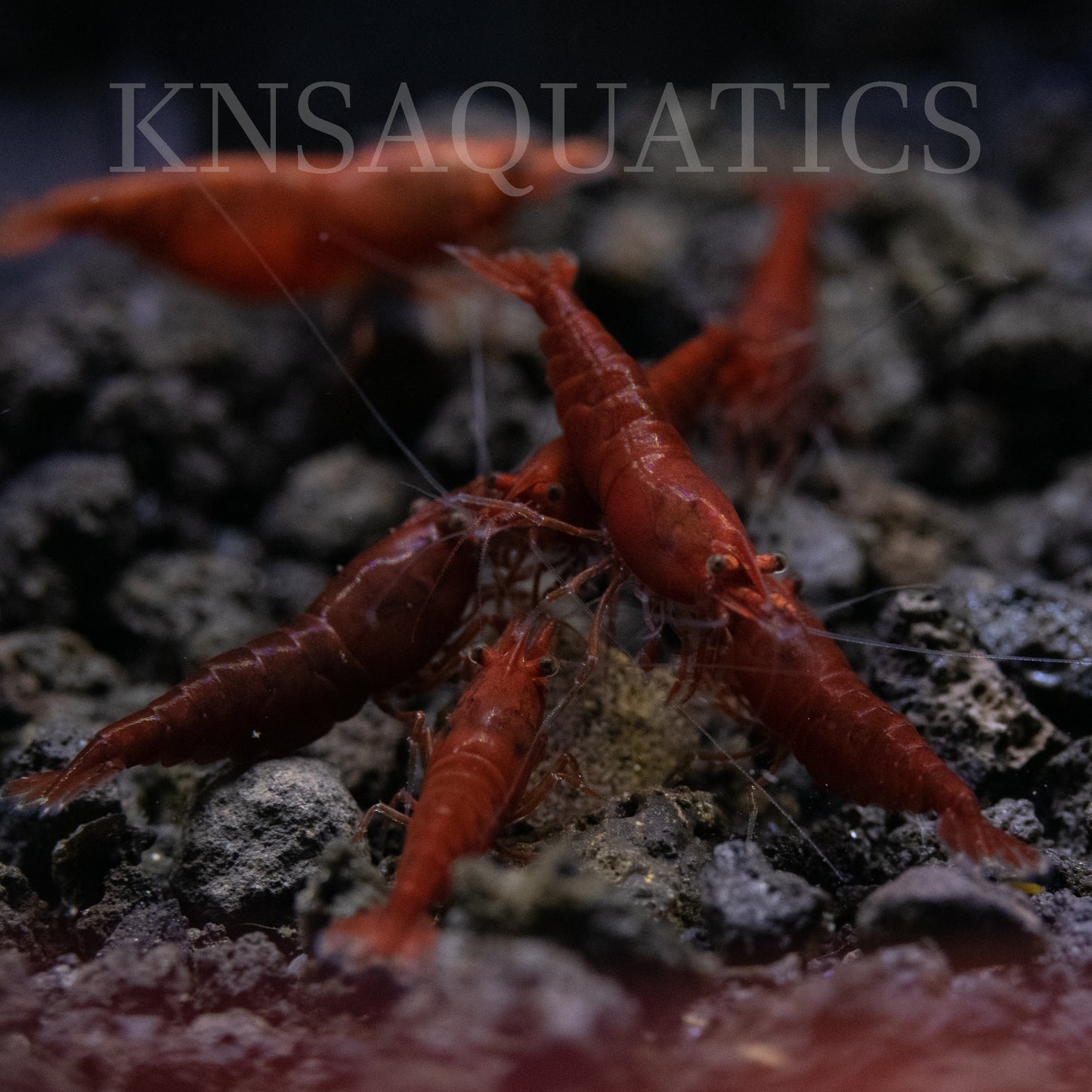 Bloody Mary Neocaridina Shrimp