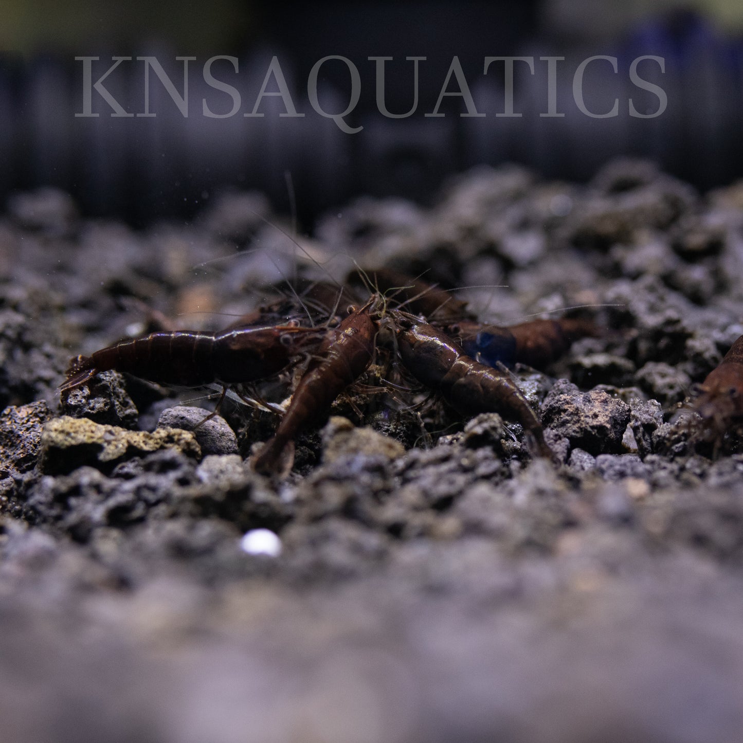 Black Rose Neocaridina Shrimp