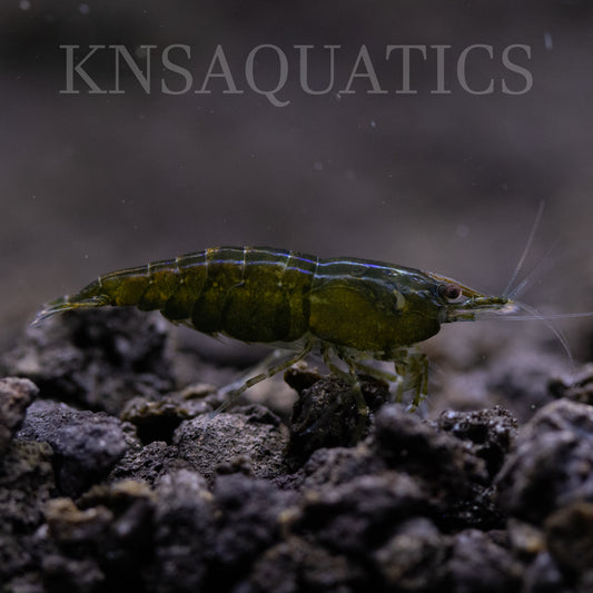 Green Jade Neocaridina Shrimp