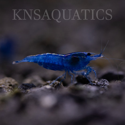 Blue Dream Neocaridina Shrimp