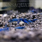 Blue Dream Neocaridina Shrimp