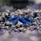 Blue Dream Neocaridina Shrimp