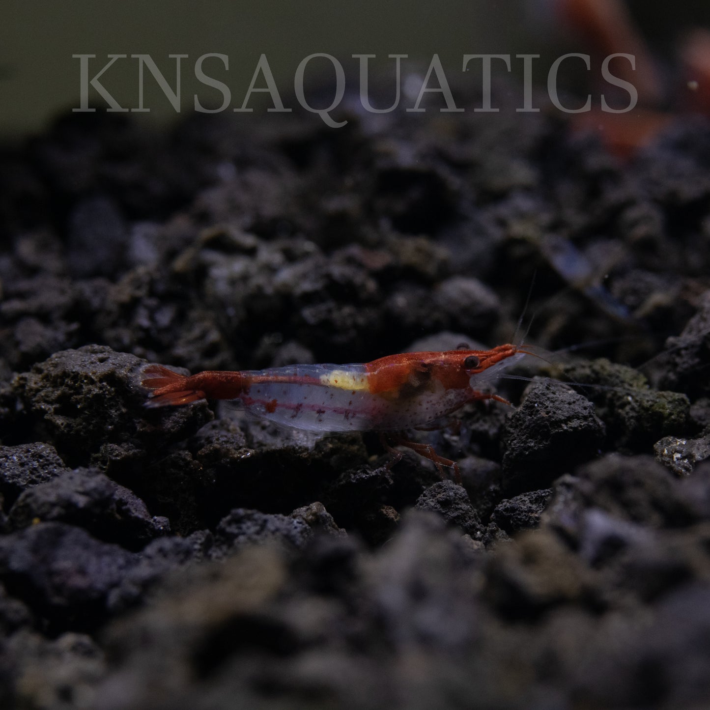 Red Rili Neocaridina Shrimp