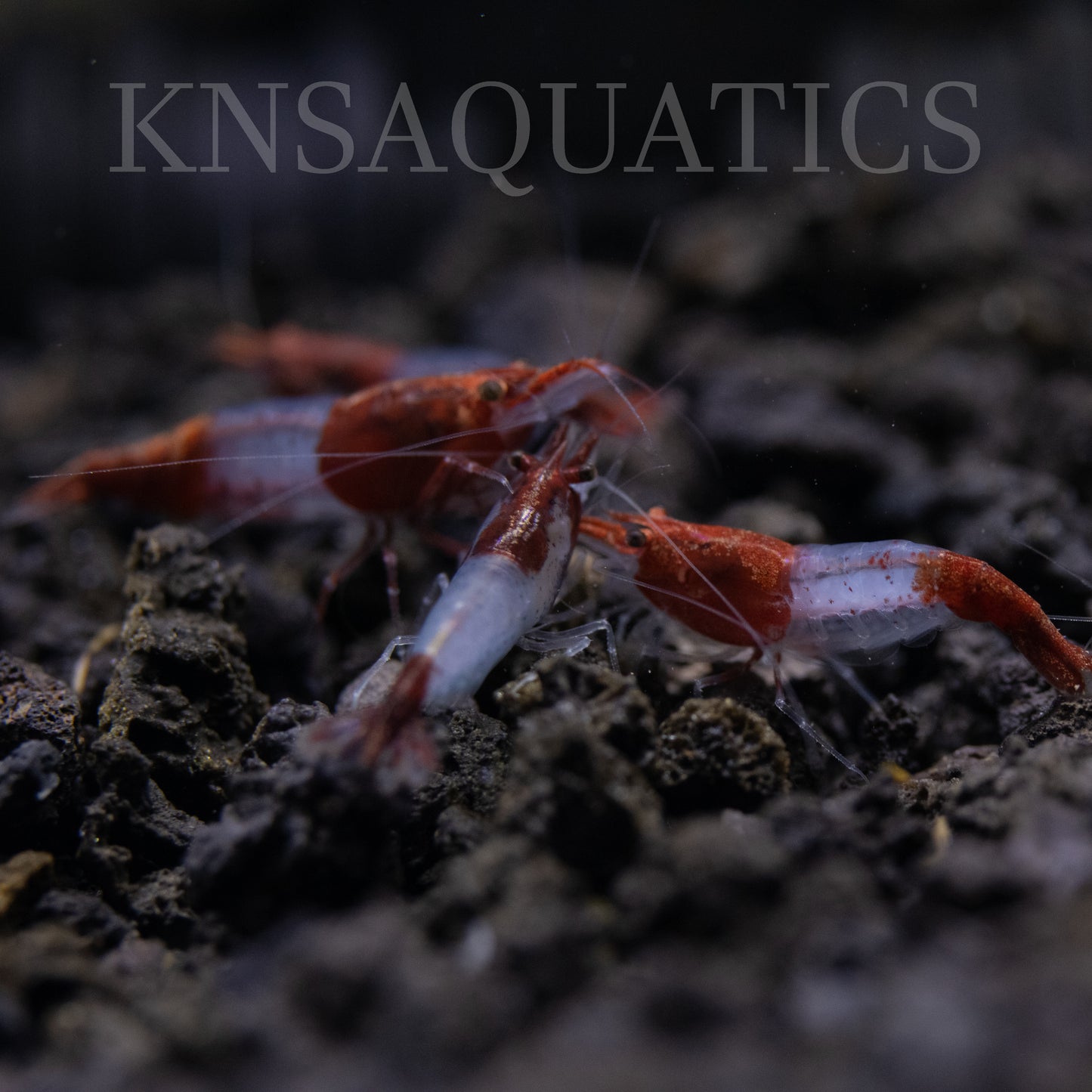 Red Rili Neocaridina Shrimp