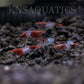 Red Rili Neocaridina Shrimp