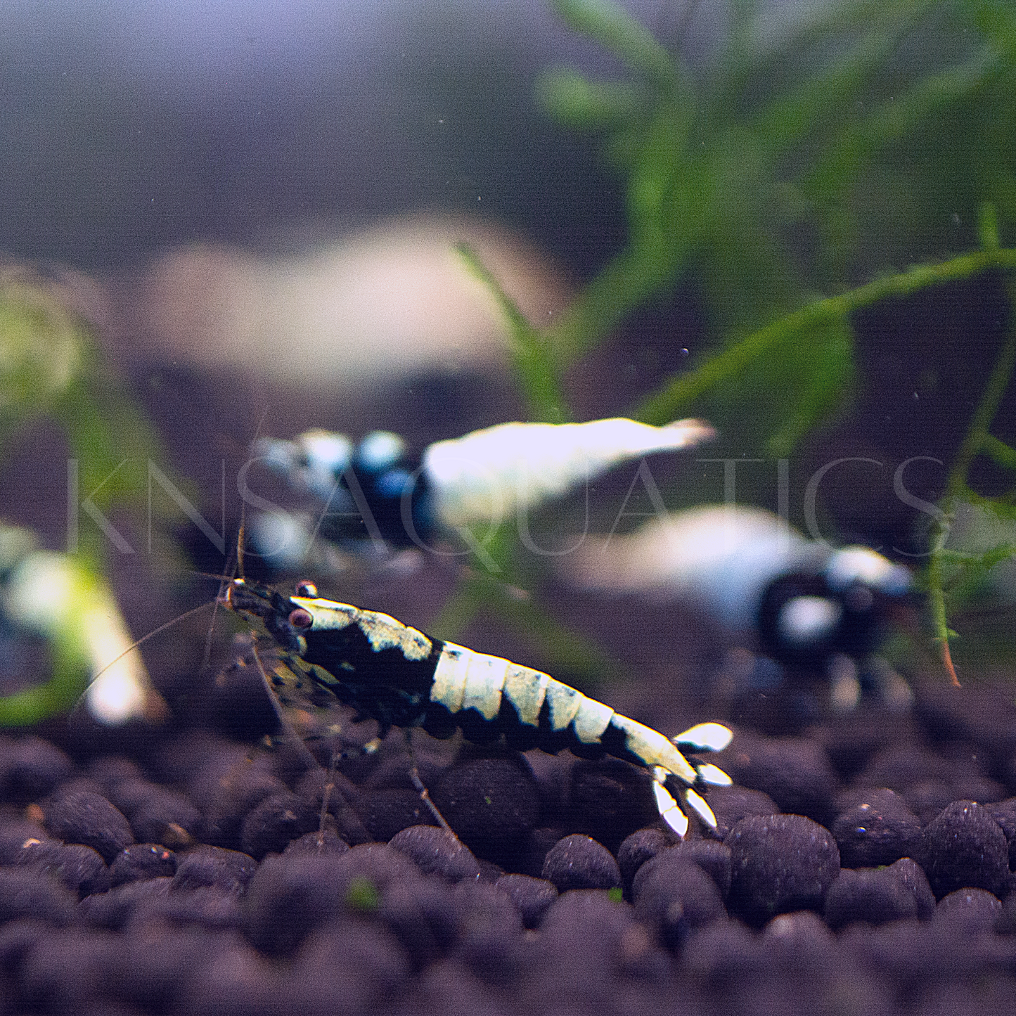 Black Galaxy Pinto Caridina Shrimp Mixed