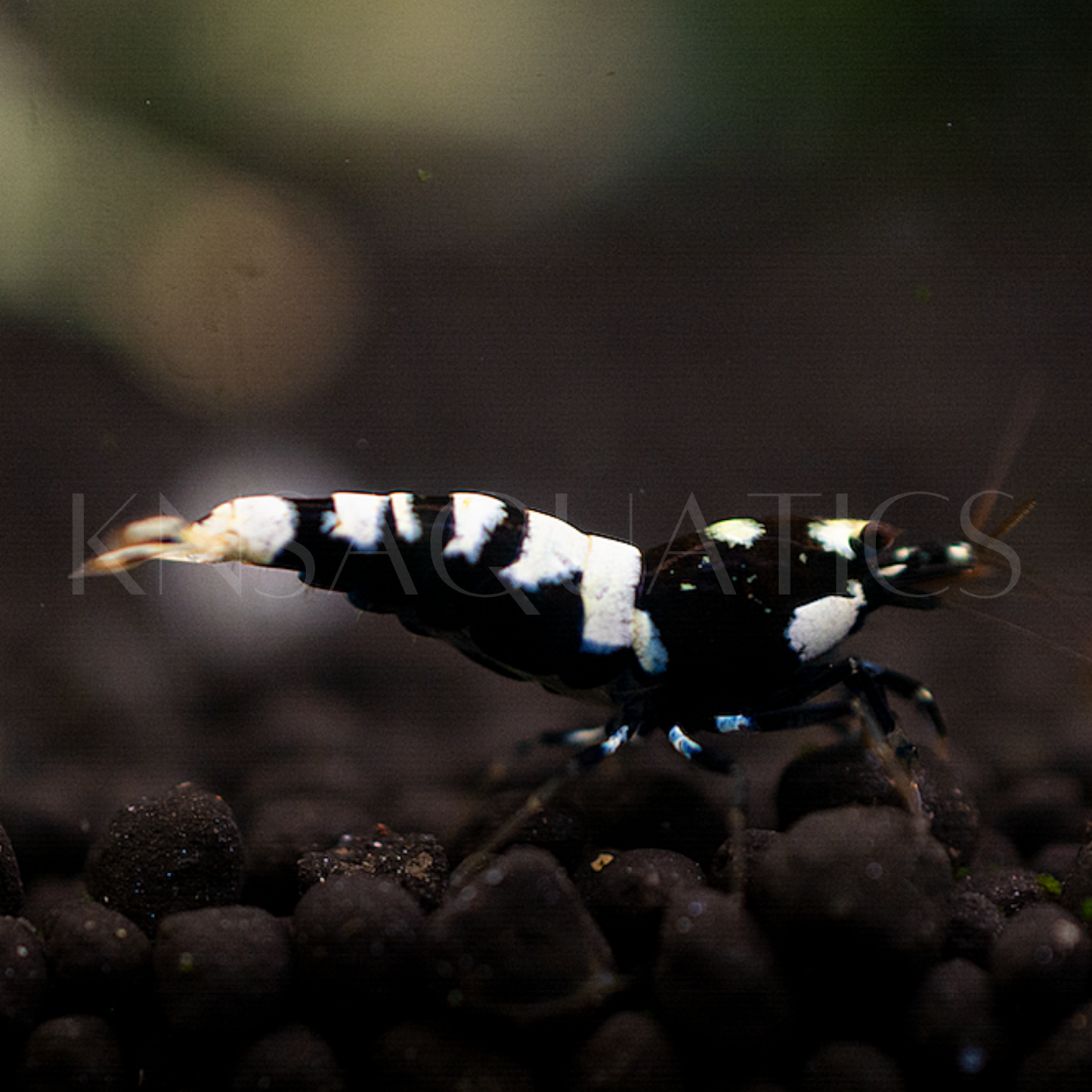 Black Galaxy Pinto Caridina Shrimp Mixed