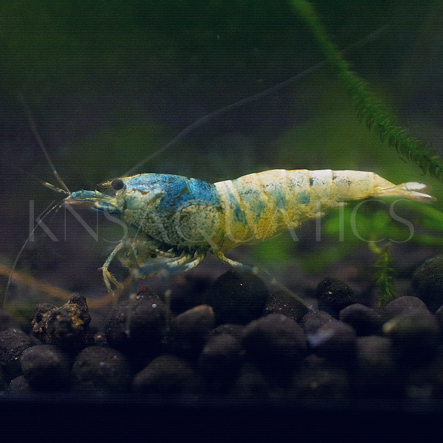 Blue Bolt A Grade Caridina Shrimp