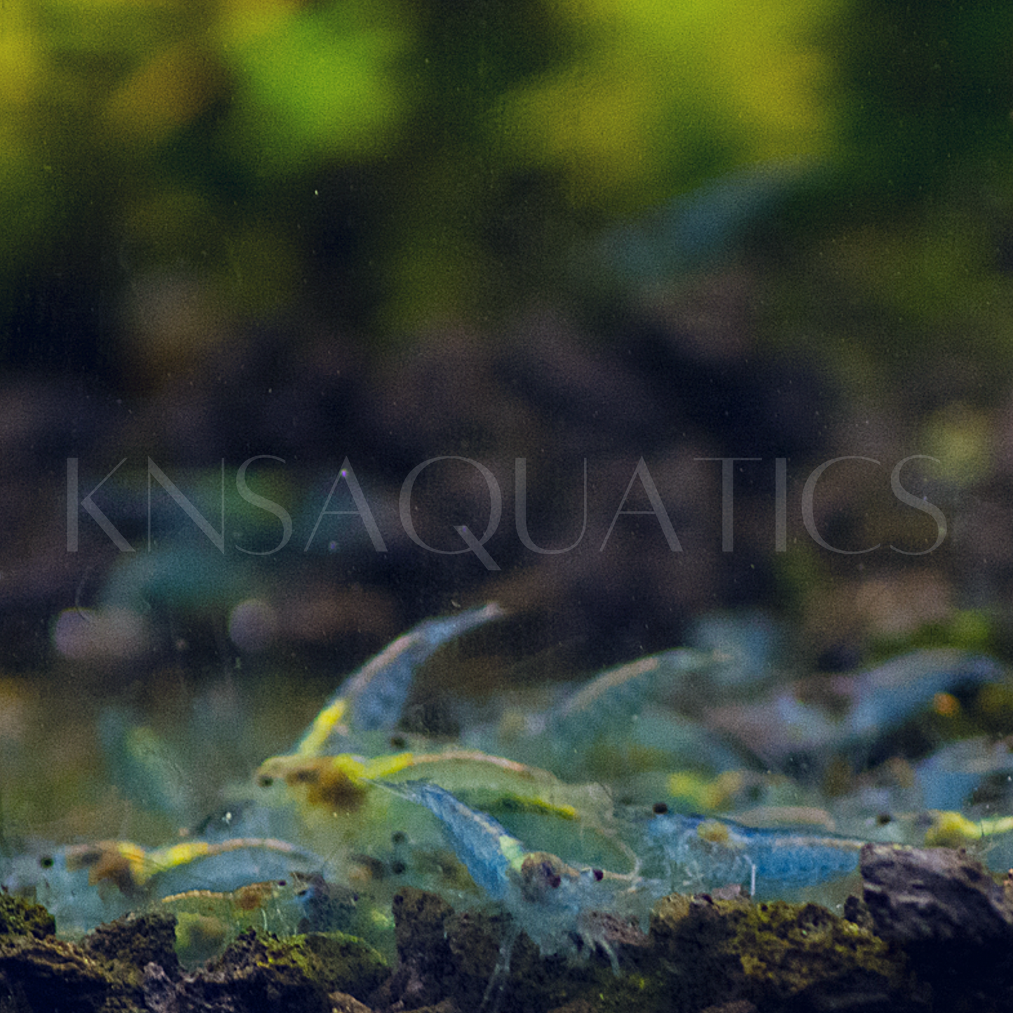 Blue Jelly Neocaridina Shrimp