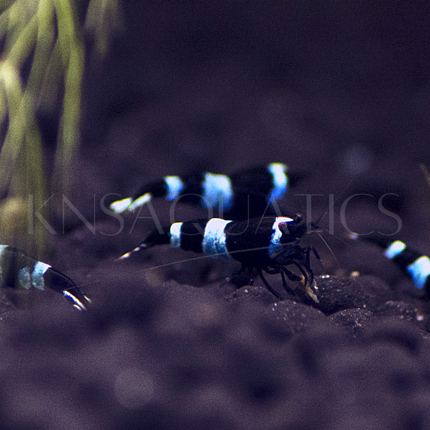 Blue Shadow Panda Caridina Shrimp