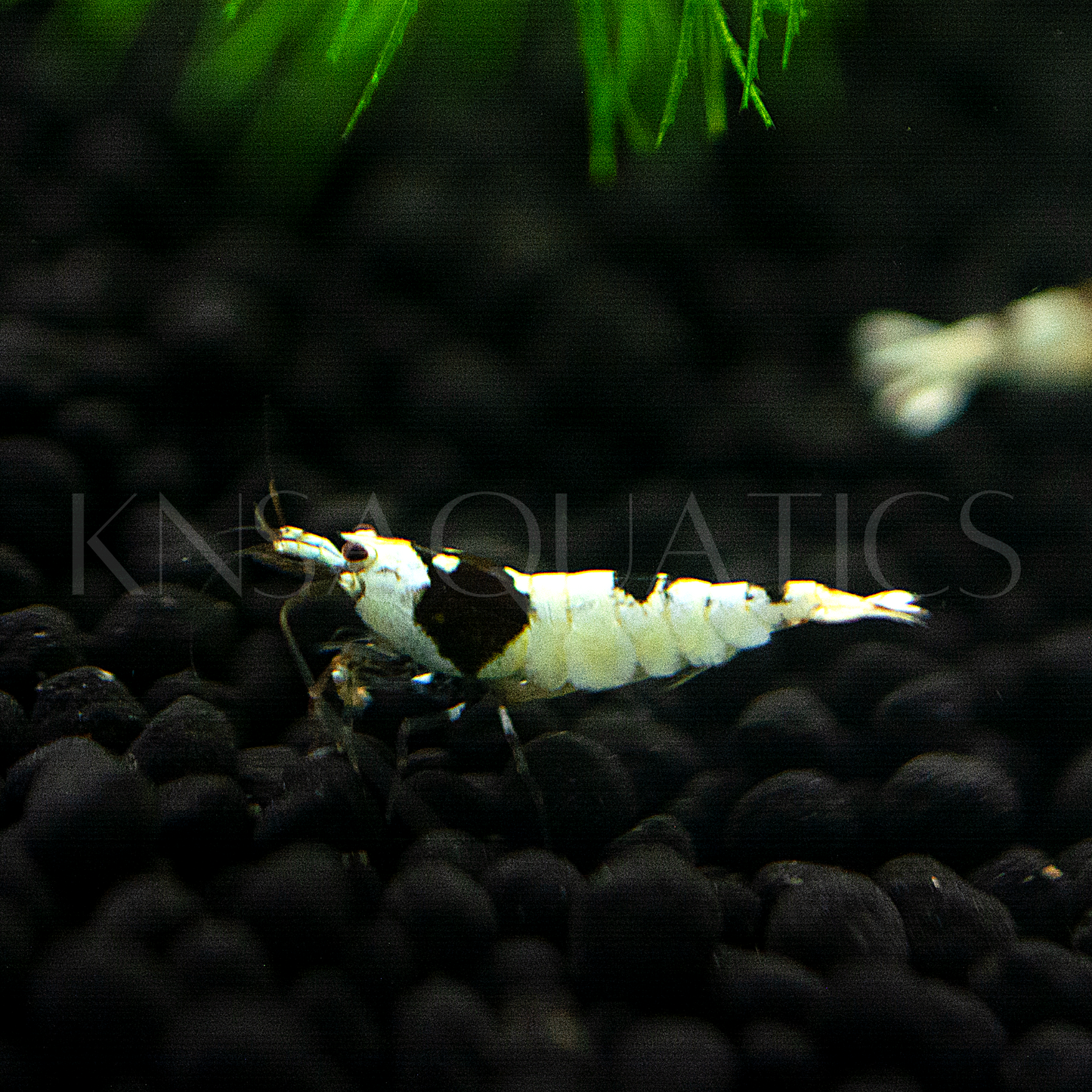 Crystal Black (CBS) Caridina Shrimp