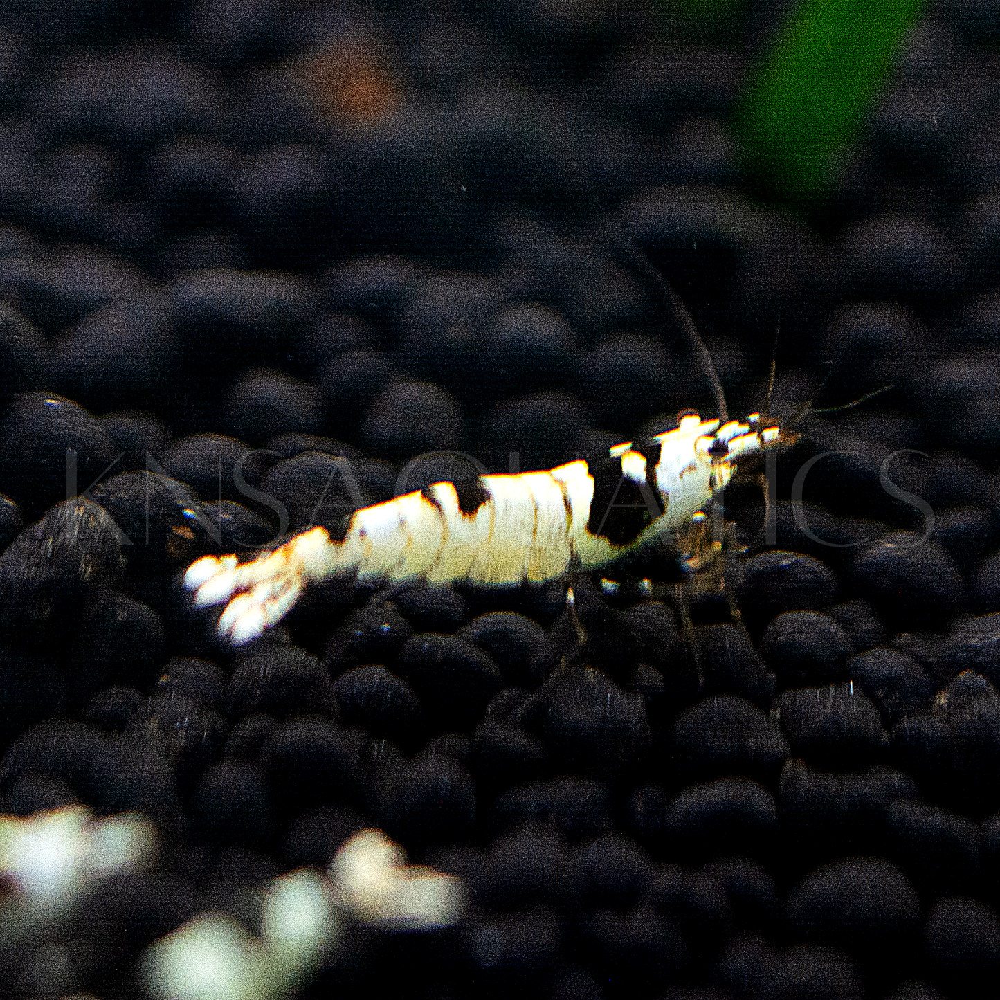 Crystal Black (CBS) Caridina Shrimp