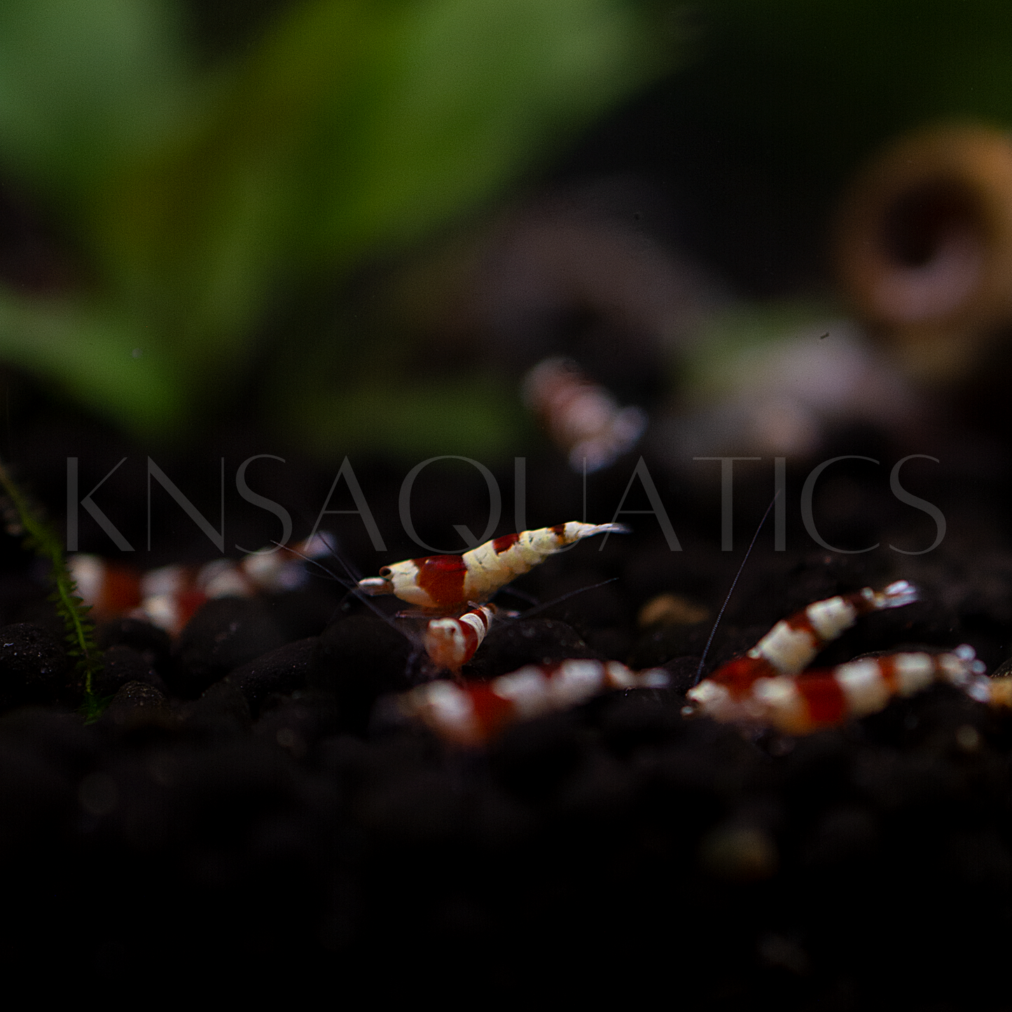 Crystal Red (CRS) Caridina Shrimp