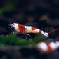 Crystal Red (CRS) Caridina Shrimp