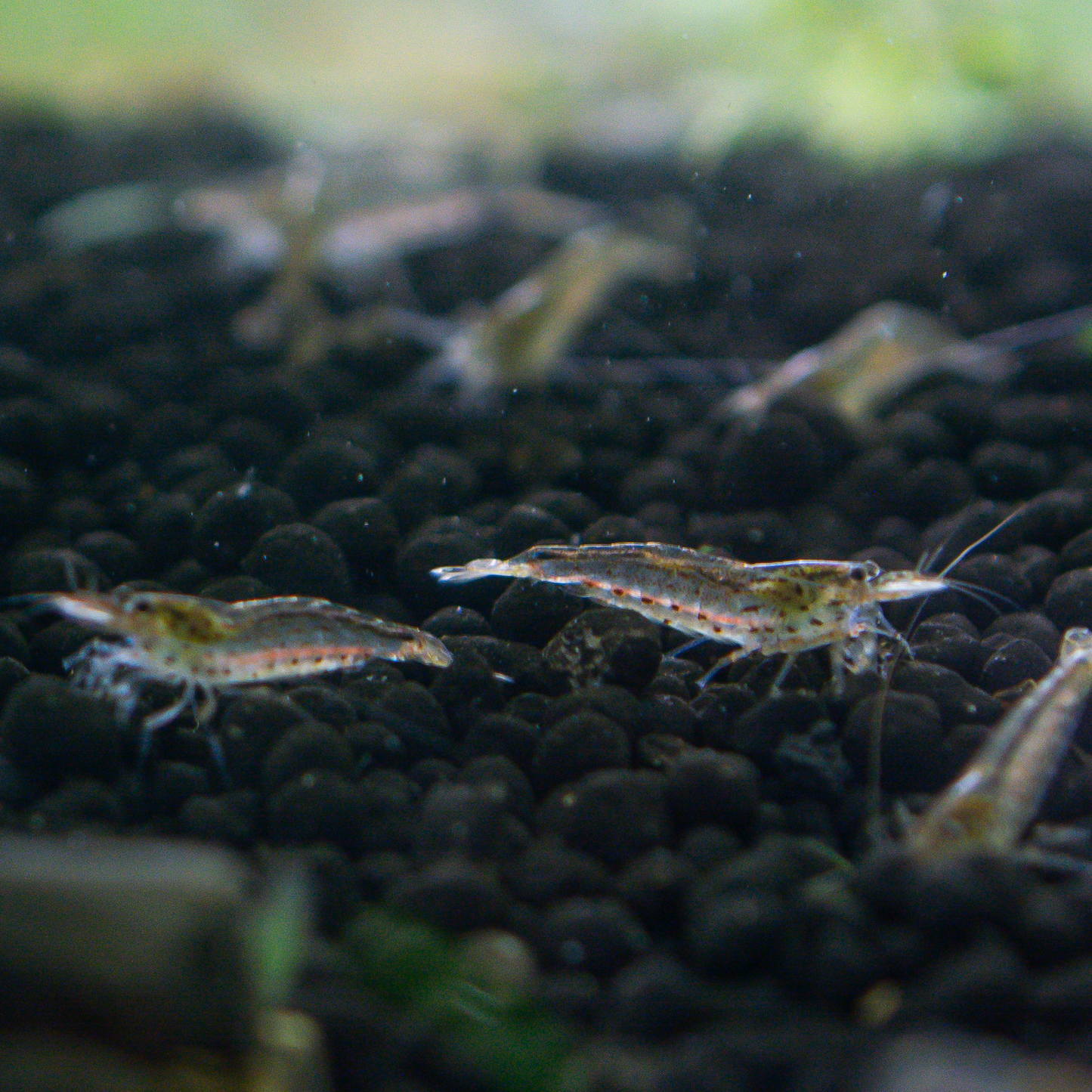 Amano Caridina Shrimp