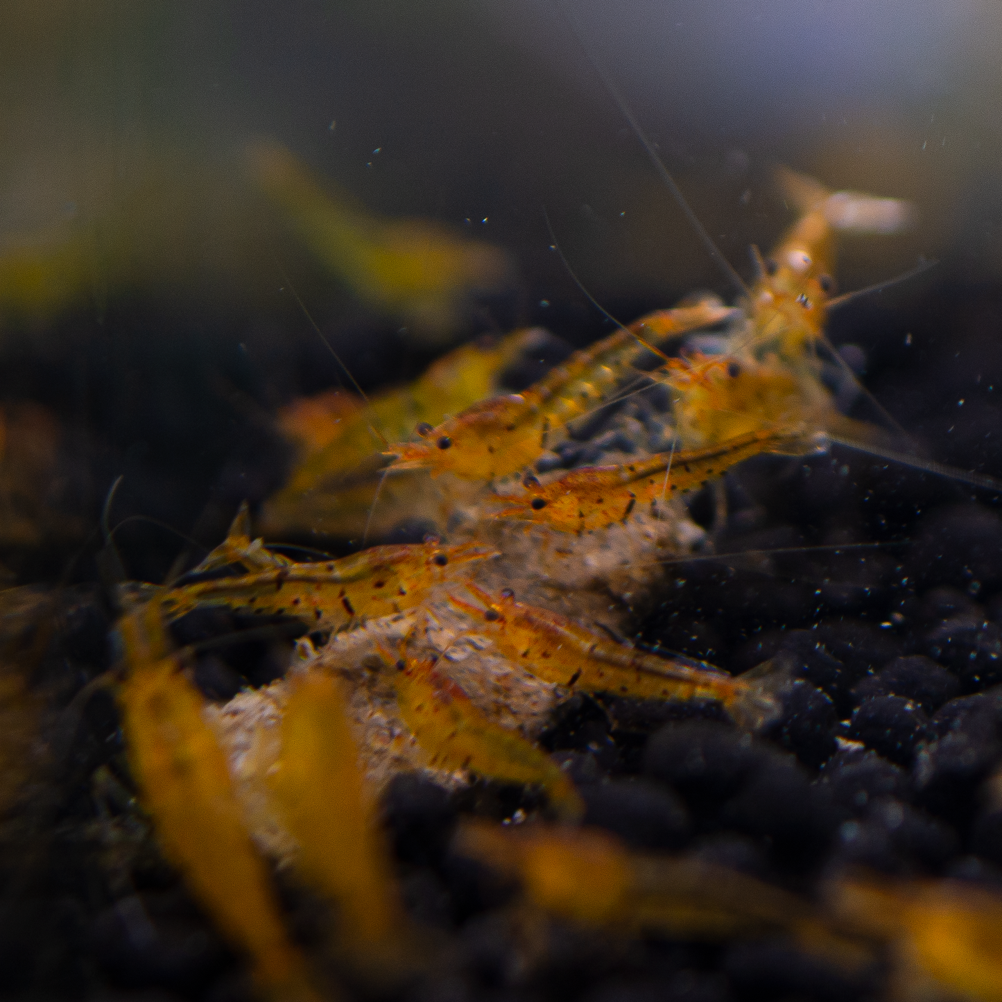 Tangerine Tiger Caridina Shrimp