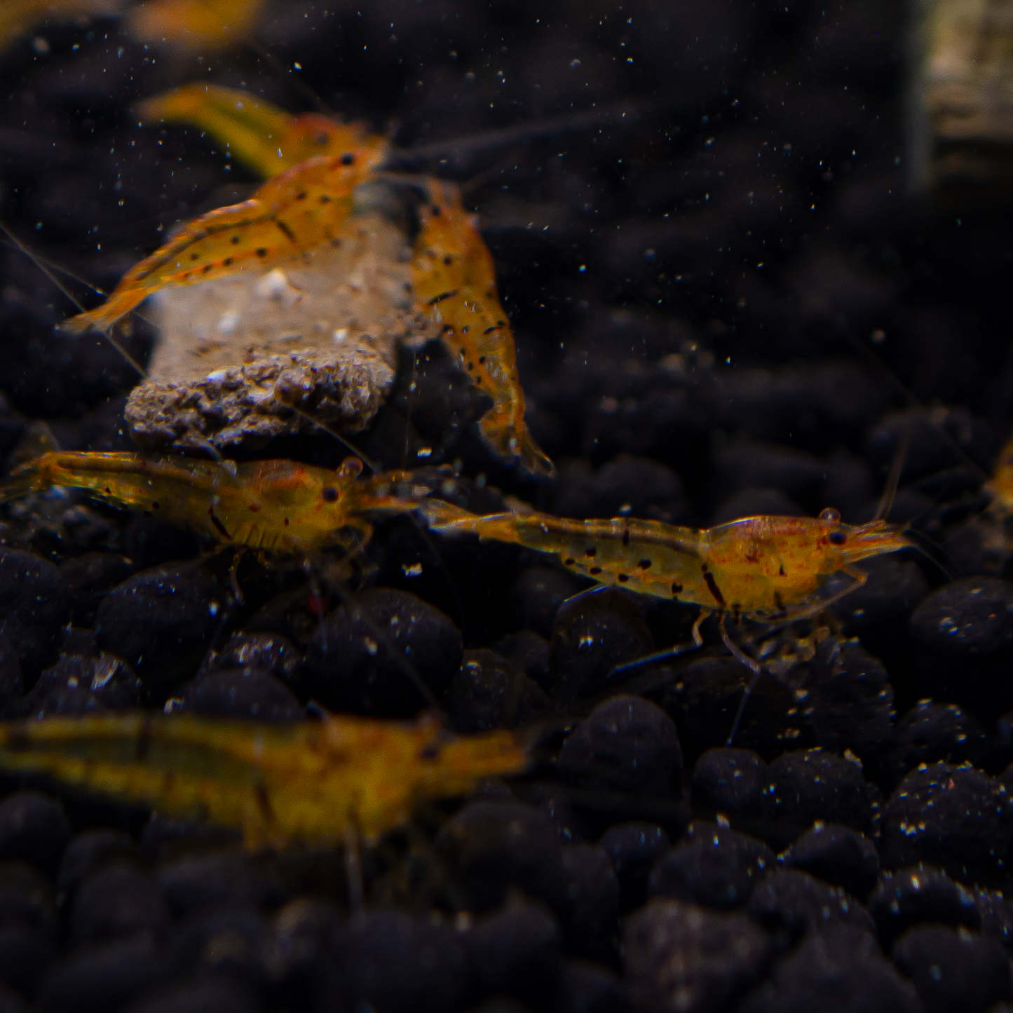 Tangerine Tiger Caridina Shrimp