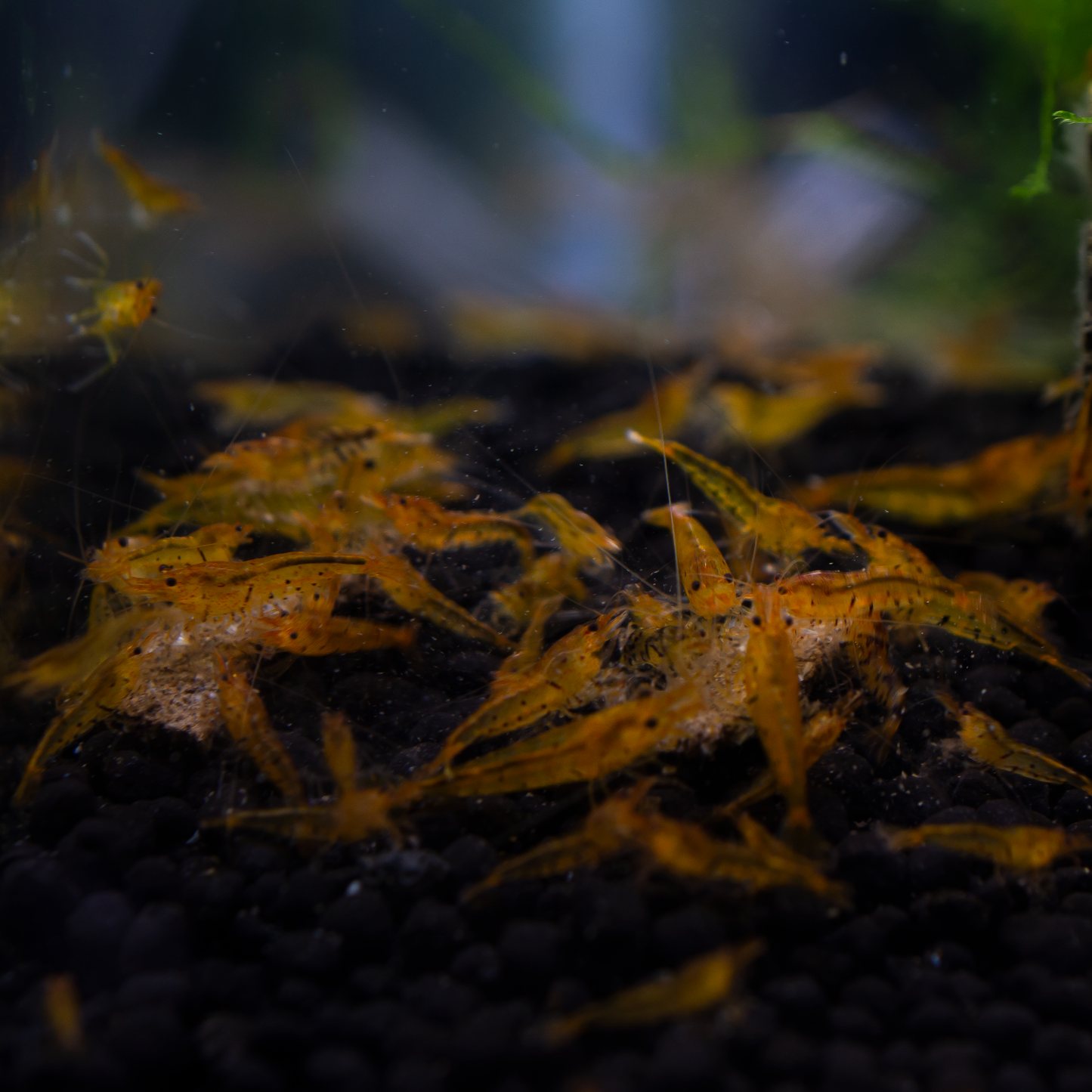 Tangerine Tiger Caridina Shrimp